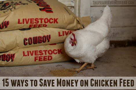 The jersey giant chicken breed ranks as the heaviest chicken breed in america. 15 Ways To Save Money On Chicken Feed - Homestead & Survival