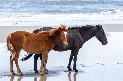 12 Endangered Horse Breeds With Pictures Pet Keen