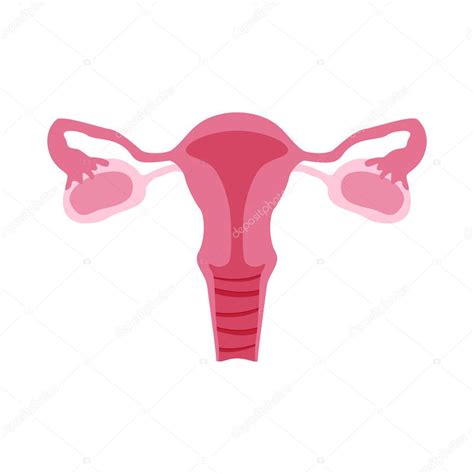Rganos Reproductivos Femeninos O Sistema Ilustraci N Plana A Color