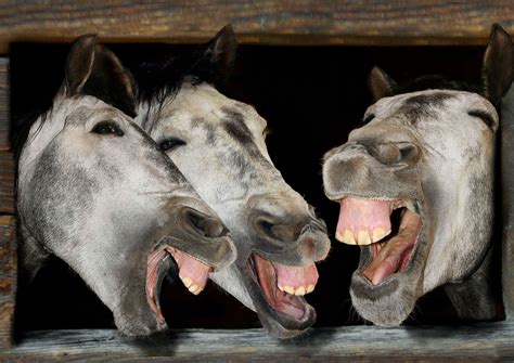Laughing 3 Horses Money 101