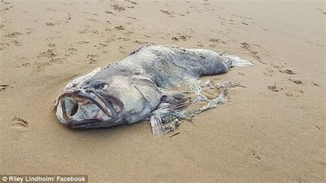 Massive Mystery Sea Creature Washes Up On Queensland Beach Daily Mail