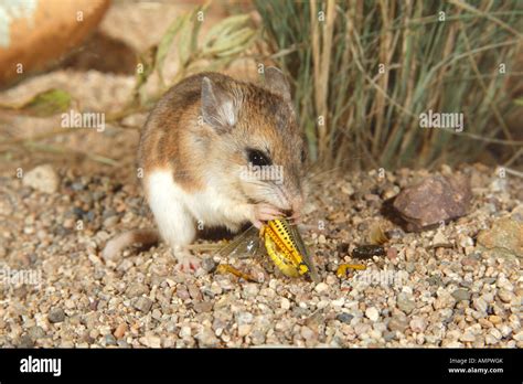 Southern Grasshopper Mouse Onychomys Torridus Elgin Cochisel County