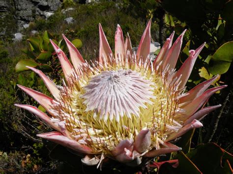 Flowers.co.za is south africa's premier online florist and gifting service. Protea cynaroides Seeds £3.35 from Chiltern Seeds