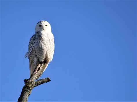 Rare Sight Snowy Owls Spotted In Northeast Ohio Fox 8 Cleveland Wjw