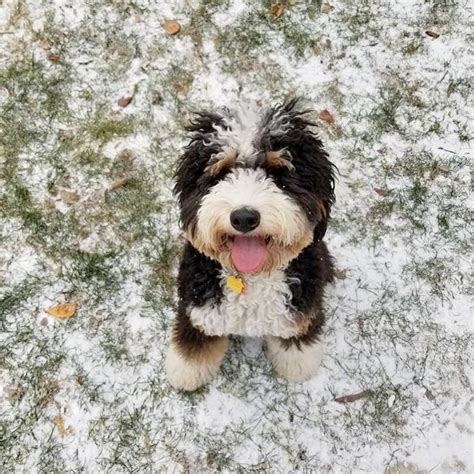 Ig Rorythebernedoodle Experiencing Her First Snow In 2020