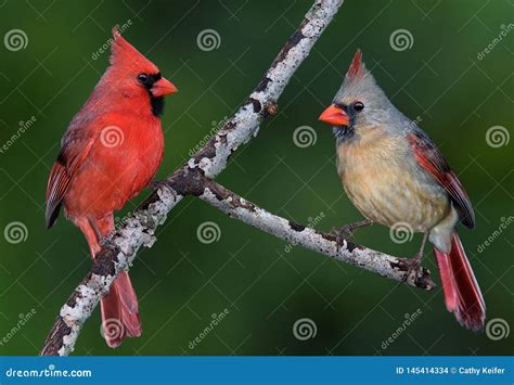 Cardinal Pair Stock Photo Image Of Beautiful Avian 145414334
