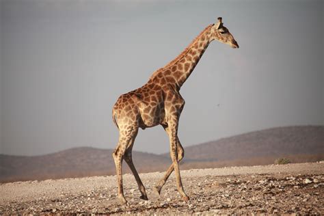 Free Images Wildlife Africa Park Mammal Fauna Savanna Giraffe Vertebrate Safari