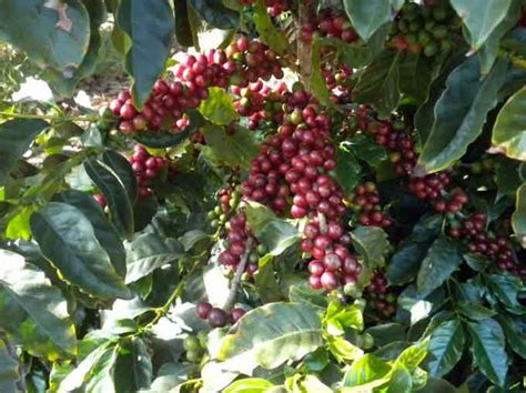 Grown and roasted in ethiopia. California's coffee-growing sector to hold inaugural ...