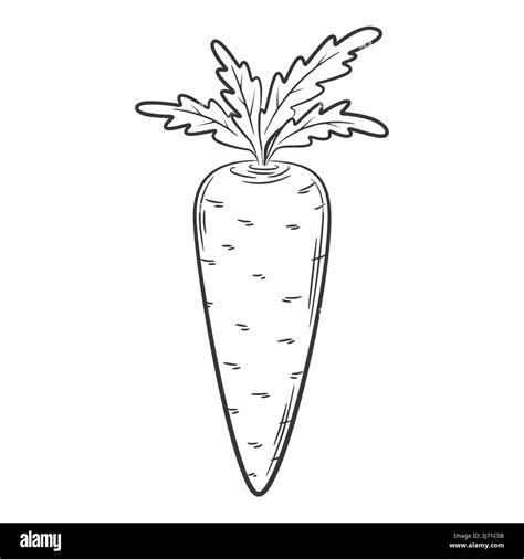 Carrot A Vegetable In A Linear Style Drawn By Hand Food Ingredient