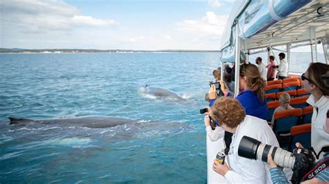 Ultimate Whale Watching Cruise 3 Hours Hervey Bay Queensland