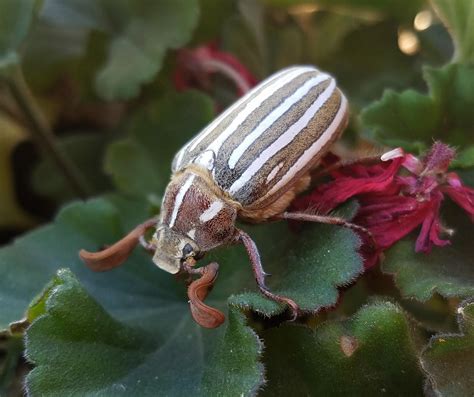 I Know Its A Ten Lined June Beetle Just Wanted To Show Off Whatsthisbug