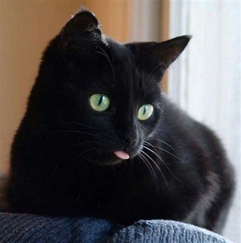Q Black Kitty Tongue So Cute Black Cat