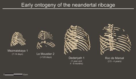 Neanderthals Already Had Their Characteristic Barrel Shaped Rib Cages