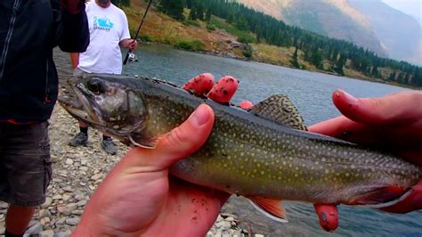 Brook Trout Fishing Glacier National Park Youtube