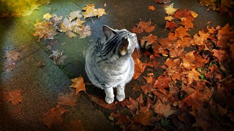 Cat Leaves Autumn Free Photo On Pixabay Pixabay