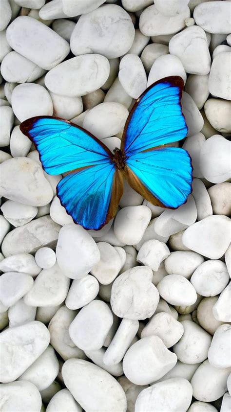Light Blue Cute Blue Butterfly Wallpaper Download Free
