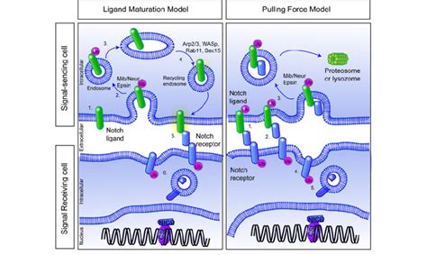 We would like to show you a description here but the site won't allow us. Alternative roles for endocytosis in the ligand-expressing ...
