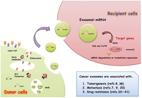the role of extracellular vesicle micrornas in cancer biology