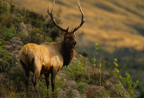 The Big Bulls Of Bcs Rainforest Roosevelt Elk • Bc Outdoors Magazine