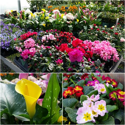 Spring Plants From The Greenhouse Philadelphia Robertsons Flowers
