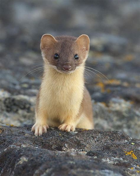 Cute Little Weasel So Curious Animal Kingdom