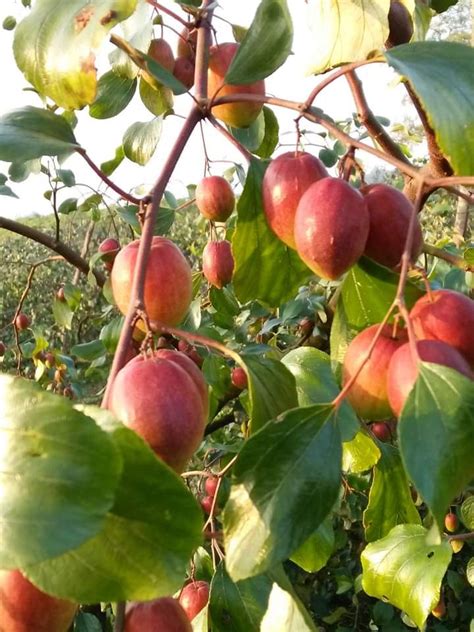 Thai Apple Ber Plant Green And Red फलों के पौधे फल का पौधा फ्रूट प्लांट फ्रूट प्लांट्स