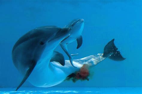 Bottlenose Dolphin Giving Birth Showing New Born Having Photos Framed
