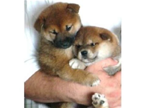 How much do shiba inu puppies cost? Shiba Inu Puppies in Washington DC