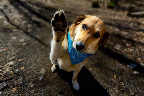 Pawsitively Perfect Pet Photography