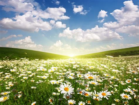 Sunrise Over Field Of Daisies