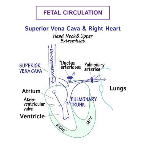 Fetal Circulation Anatomy Anatomical Charts And Posters