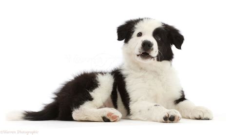 Dog Black And White Border Collie Puppy Photo Wp50397