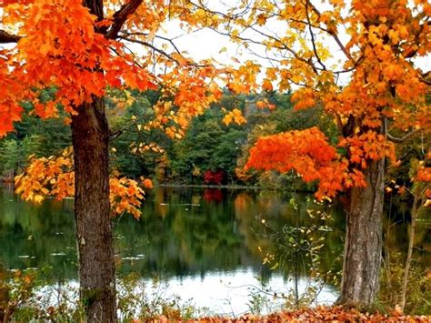 Designs For Daley Living Fall Foliage In New Hampshires Lake