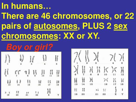 Ppt Look At The Spread Of Human Chromosomes Called Karyotype Free
