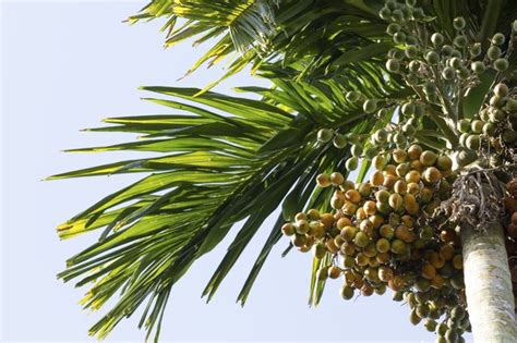 How To Care For An Areca Palm Tree Hunker