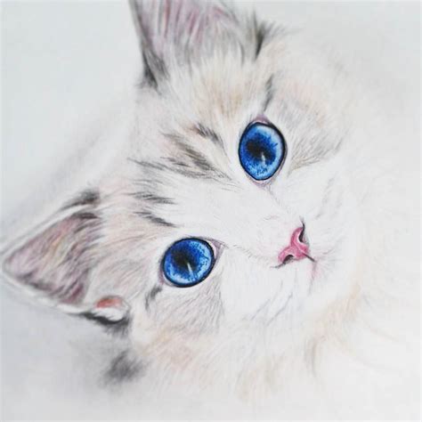 19 Cat Drawings Art Ideas Sketches Design Trends Premium Psd