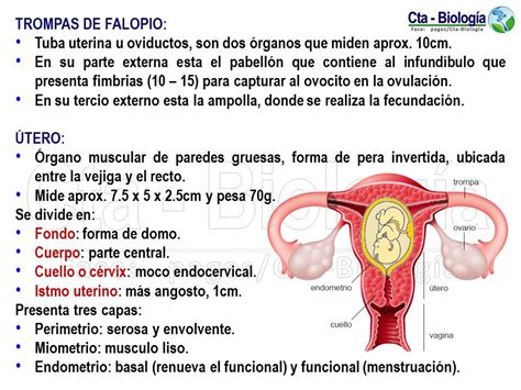 Biolog A Did Ctica Ingenier A Ana Sistema Reproductor Femenino