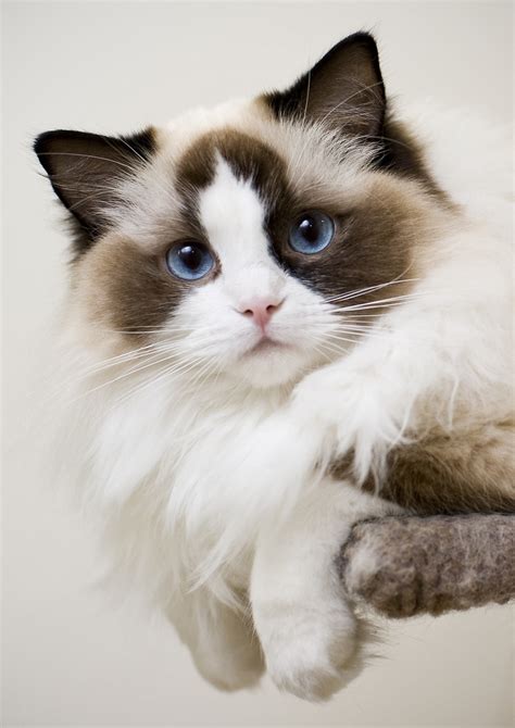 Cute Overload Top 10 Most Friendliest Cat Breeds