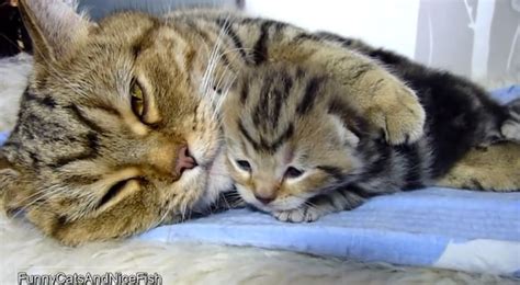Mother Cat Hugging Kitten Will Warm Your Heart Video