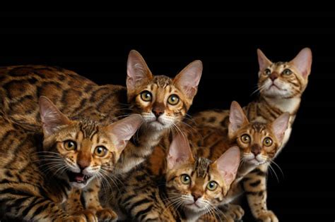 Becoming a Cat Breeder - What You Need To Know | Cat-World
