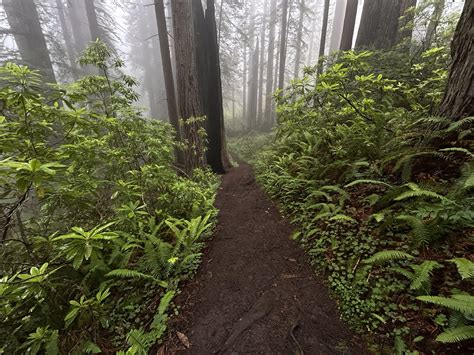 Hiking The Damnation Creek Trail In Del Norte Coast Redwoods State Park
