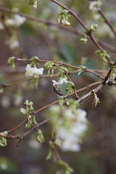 7 Fragrant Favorites Winter Flowering Scented Shrubs
