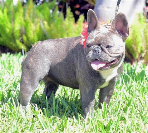 Akc french bulldog female blue brindle, already spayed, healthy, vet checked, on heartworm prevention, going in and out through a doggie door price can be an indication towards the quality of the puppies breed lines and the breeders reputation. Our French Bulldog Dams | French Bulldog Breeders - Poetic ...