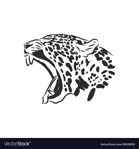 Jaguar Hand Drawn Sketch Isolated On White Vector Image