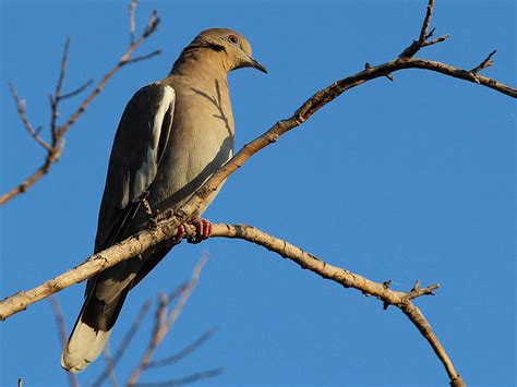 White Winged Dove Early Morning Dfw Urban Wildlife