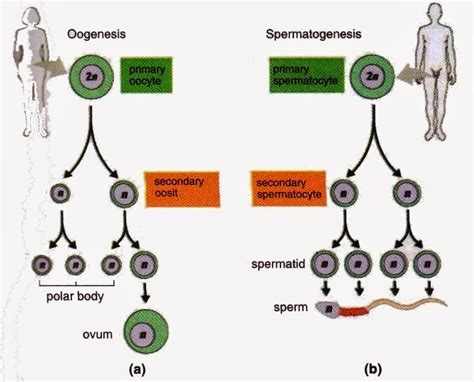 Gametogenesis Oogenesis And Spermatogenesis New Science Biology