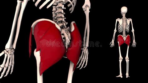 Muscle Of Pelvic Girdle 3d Model Stock Video Video Of Digastric