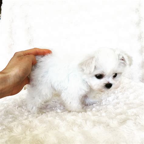 Browse thru our id verified puppy for sale listings to find your perfect puppy in your area. Teacup Maltese Puppy for sale! | iHeartTeacups