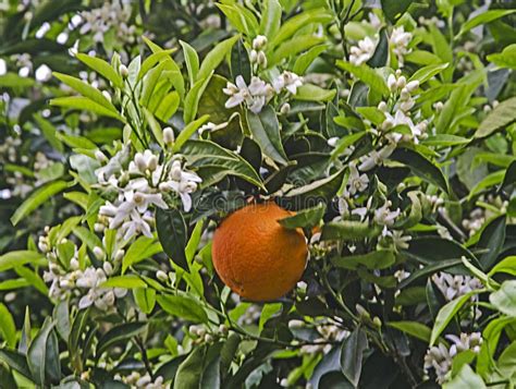 Ripe Oranges On Tree Stock Image Image Of Farming Chinese 145335441