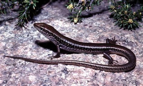 Skinks Of The Perth Region Western Australian Museum